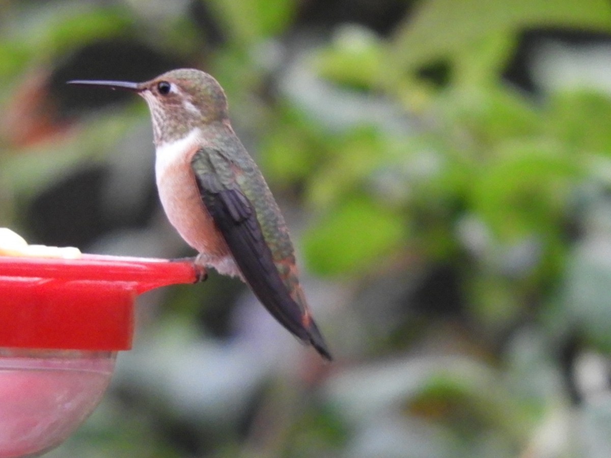 Rufous Hummingbird - ML249975801