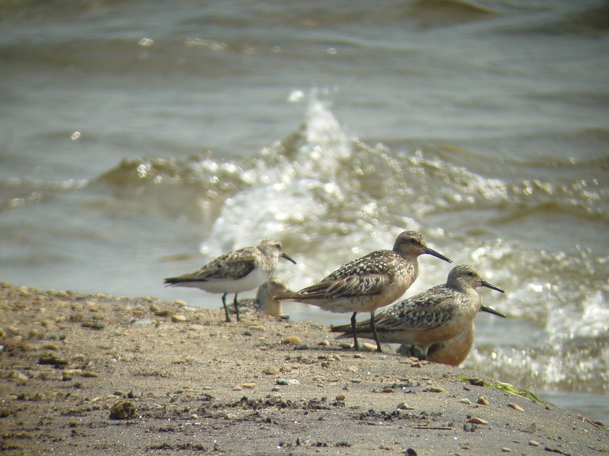 Red Knot - ML249976391