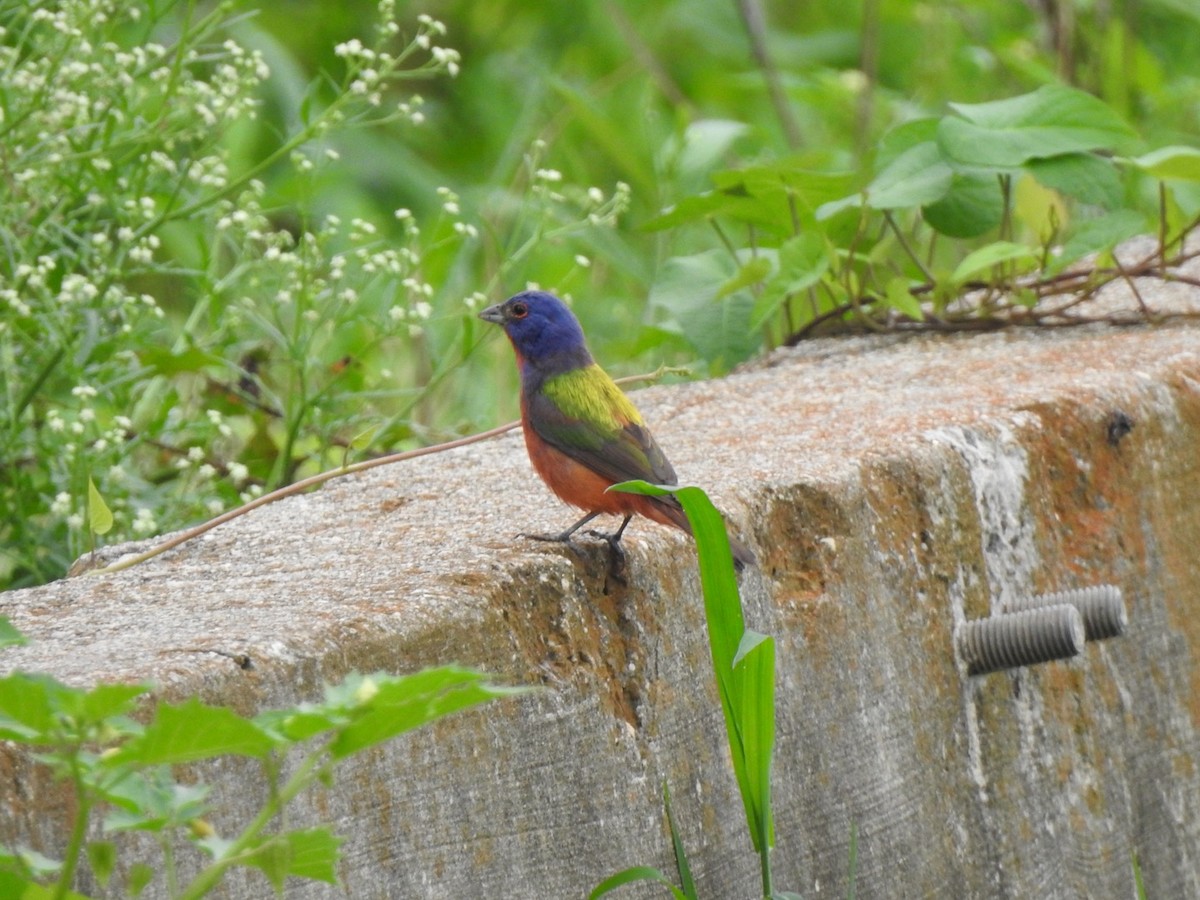 Painted Bunting - Jim Valenzuela