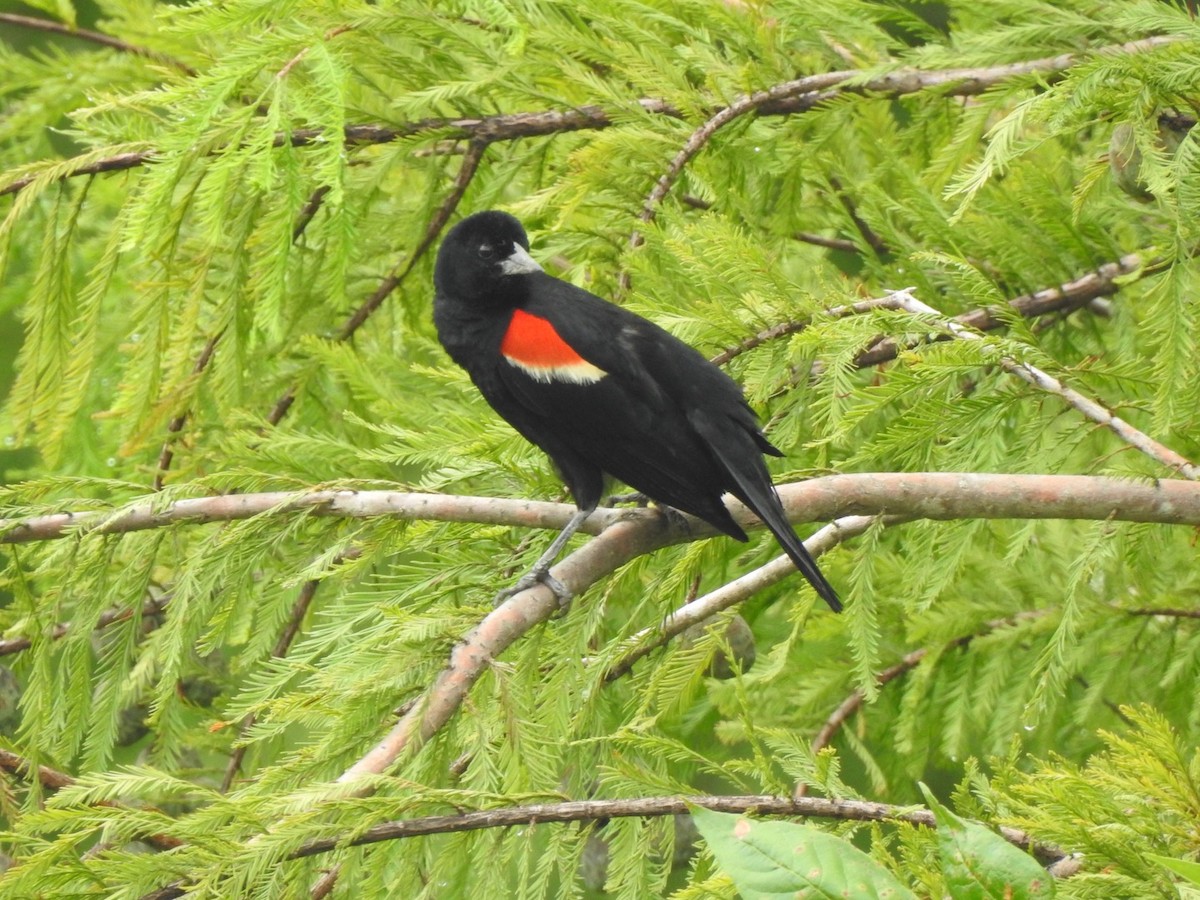 Red-winged Blackbird - Jim Valenzuela