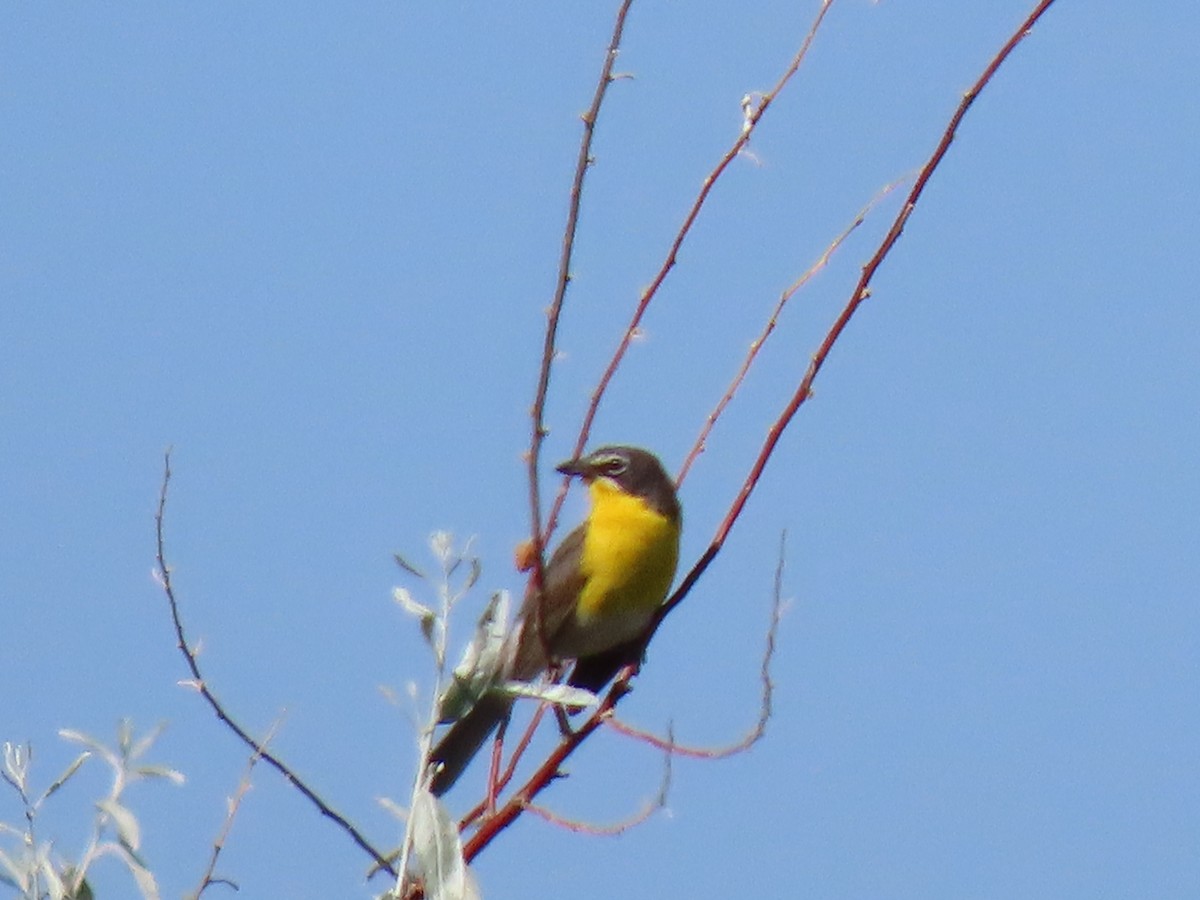 Yellow-breasted Chat - ML249979671