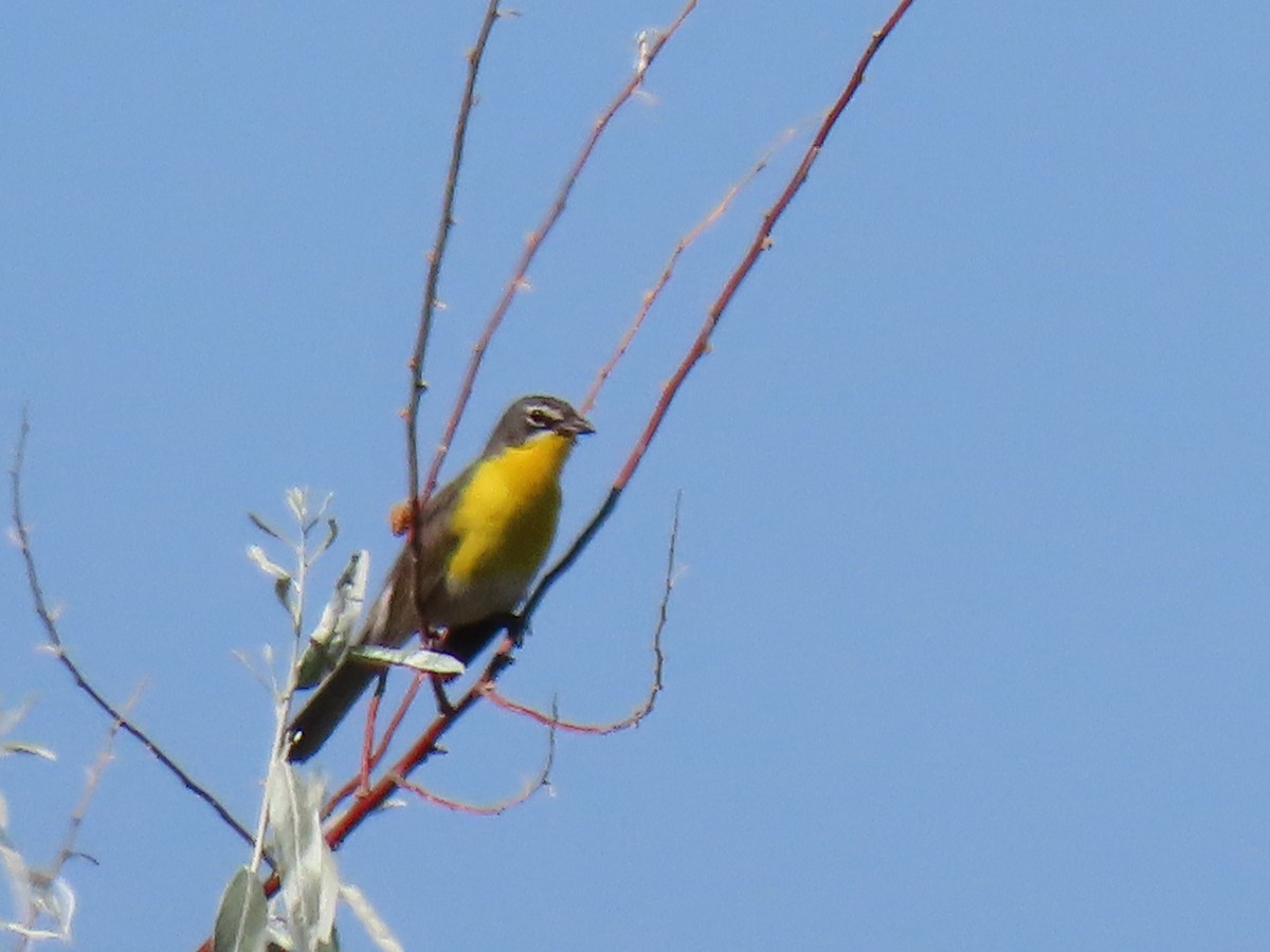 Yellow-breasted Chat - ML249979691