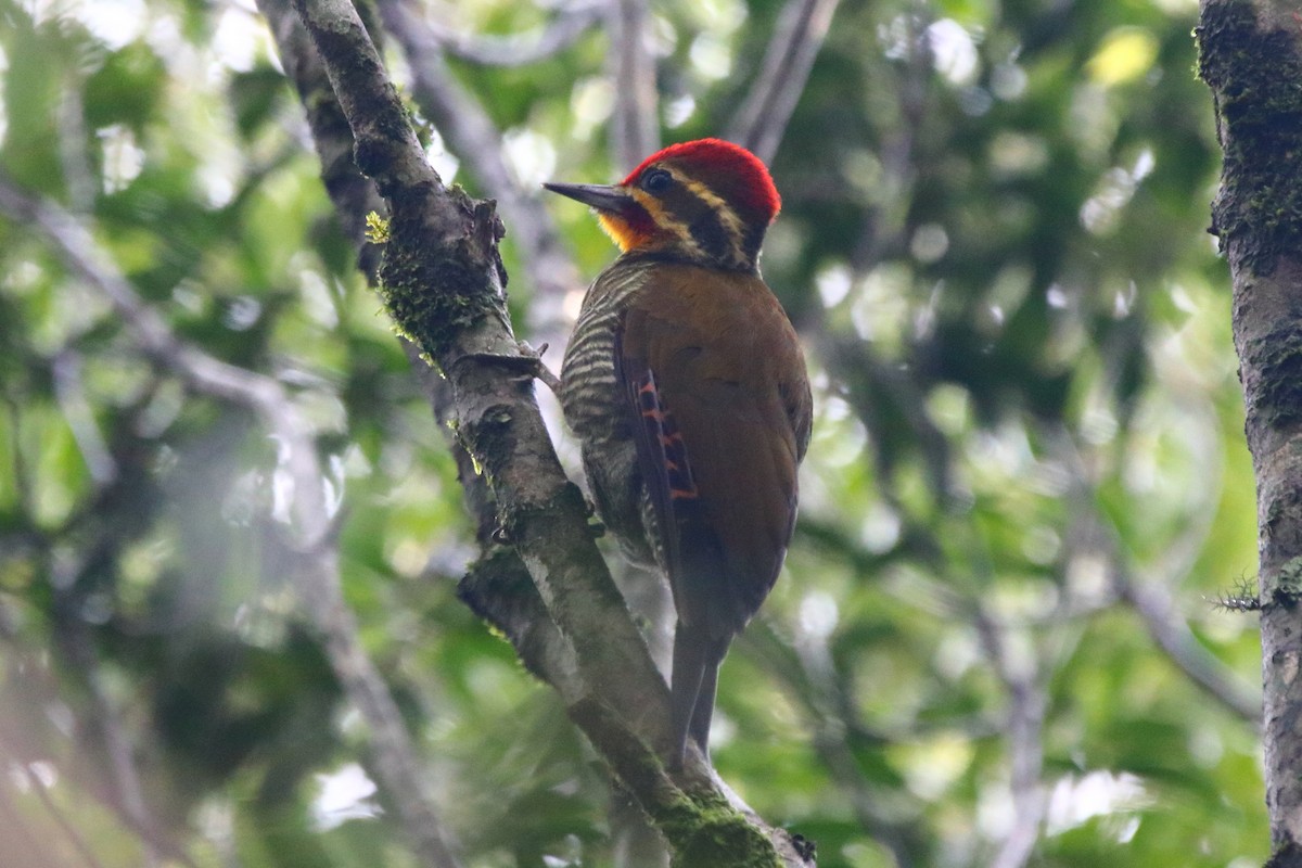 White-browed Woodpecker - ML249979821