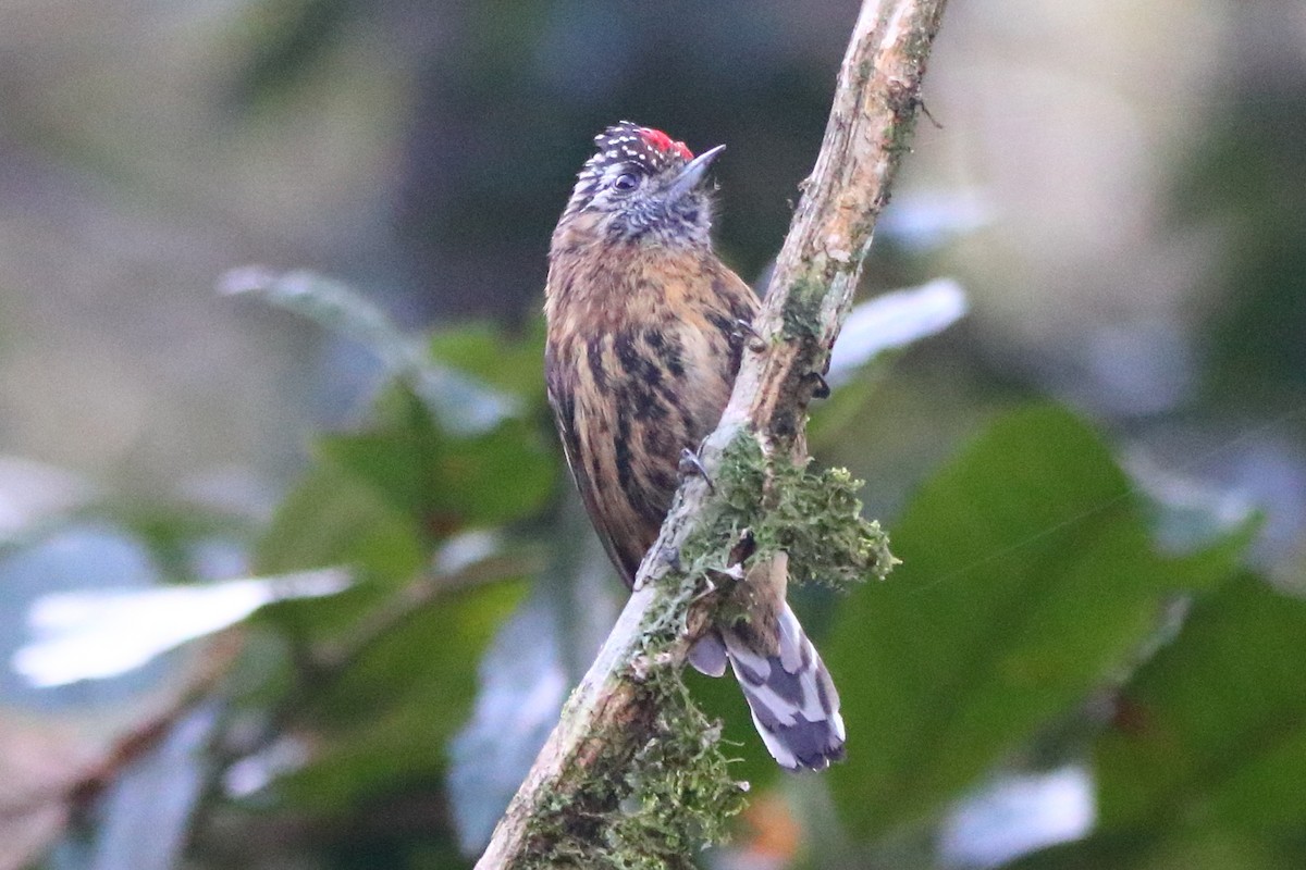 Mottled Piculet - ML249980551