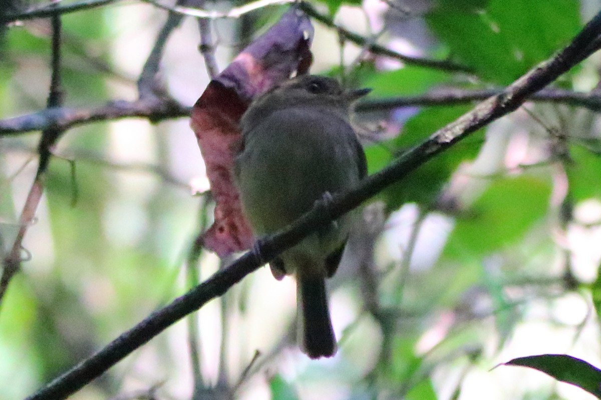 Brown-breasted Pygmy-Tyrant - ML249980921