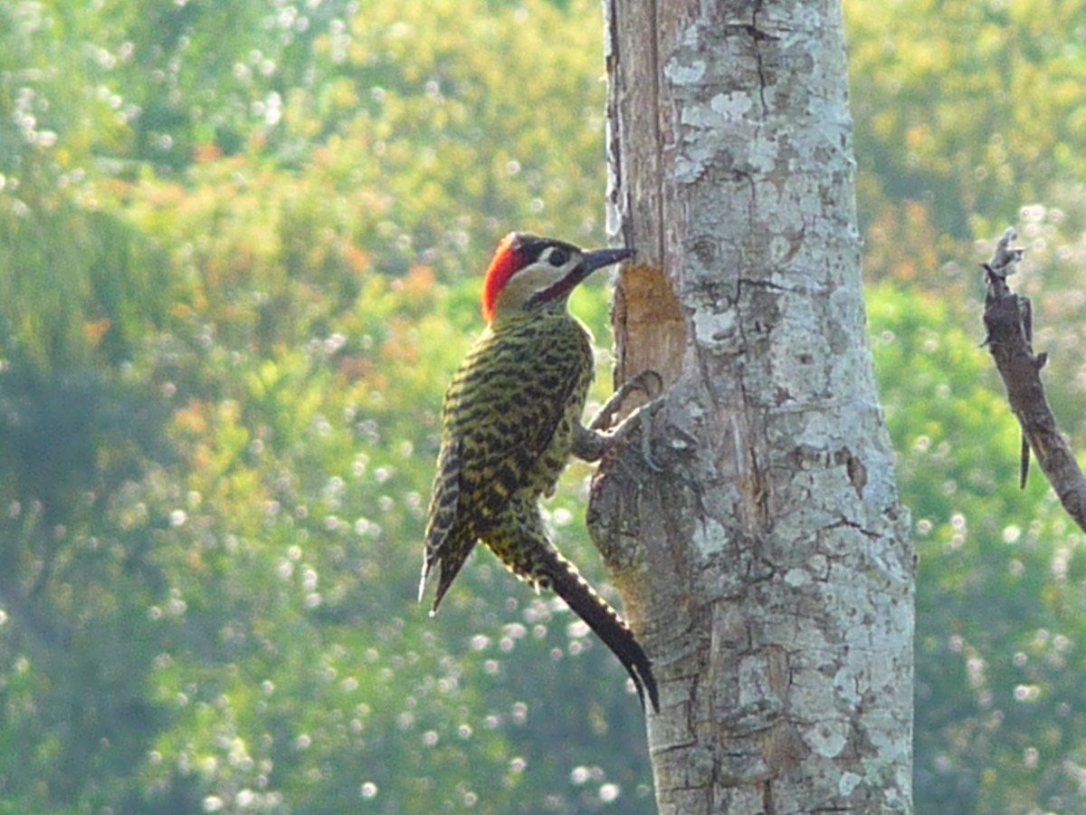 Green-barred Woodpecker - ML249981661