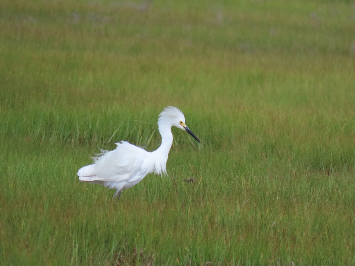 Snowy Egret - Terryl  Tindall