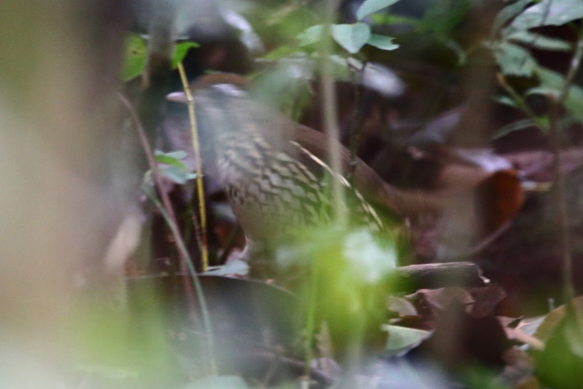 Short-tailed Antthrush - ML249981791