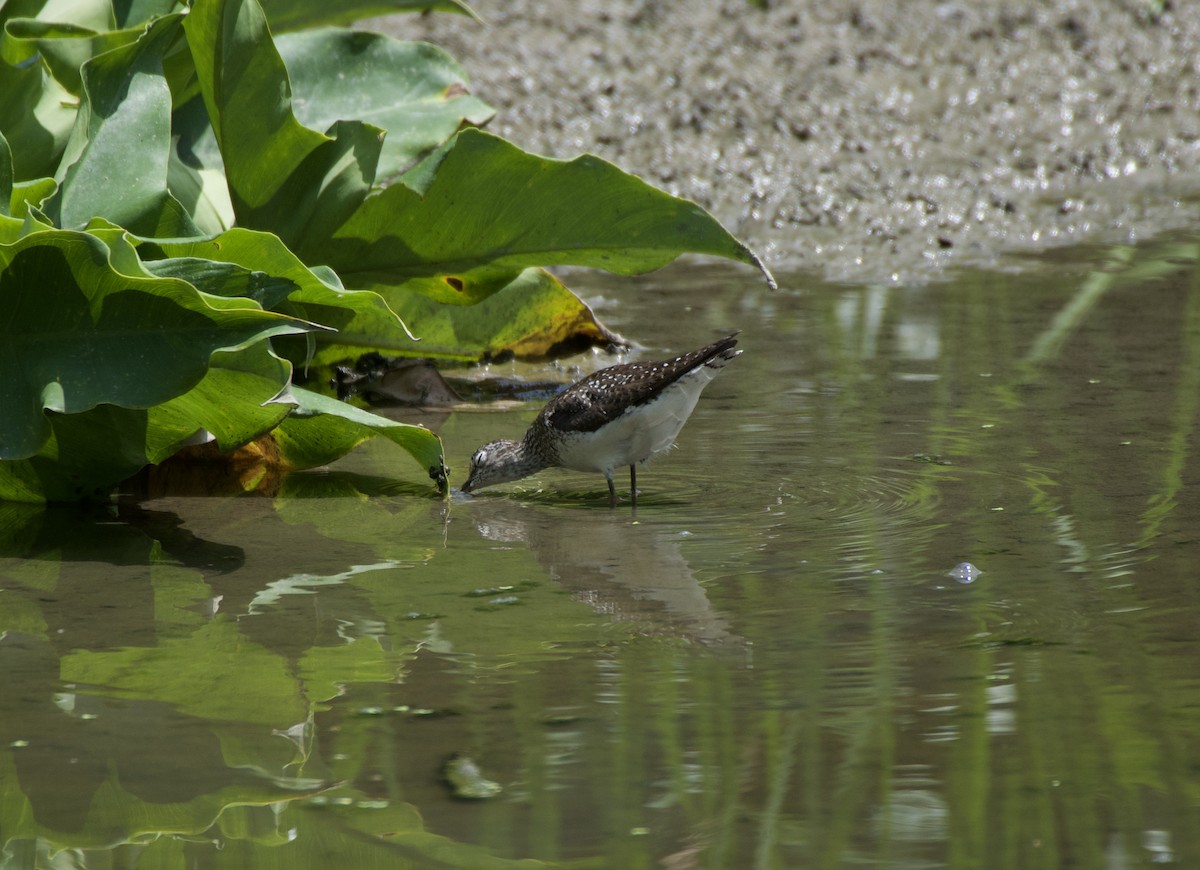 Solitary Sandpiper - ML249983911