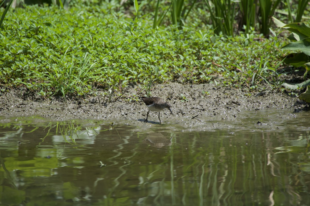 Solitary Sandpiper - ML249983941