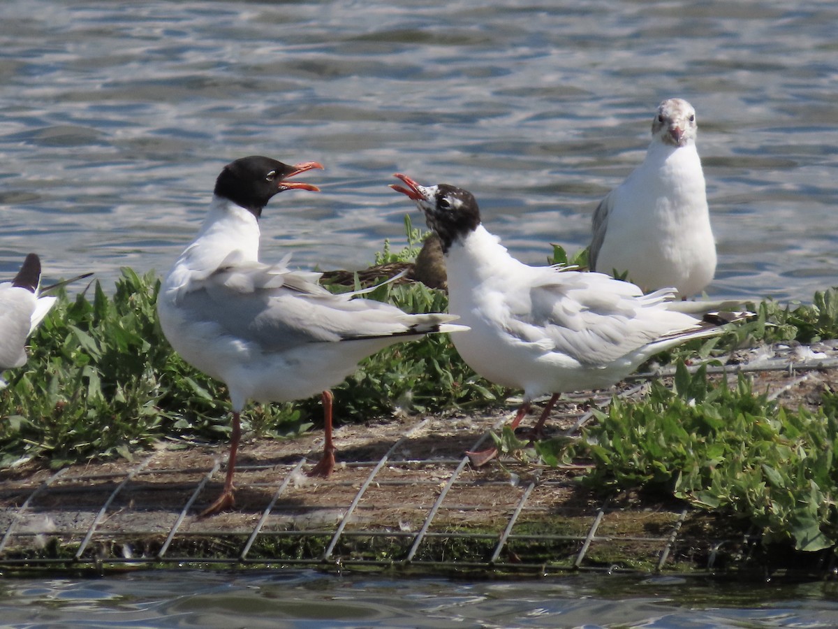 Mediterranean Gull - David Campbell
