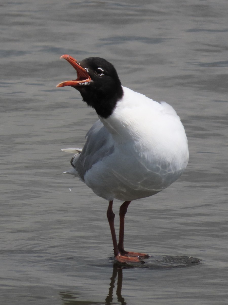 Mediterranean Gull - David Campbell