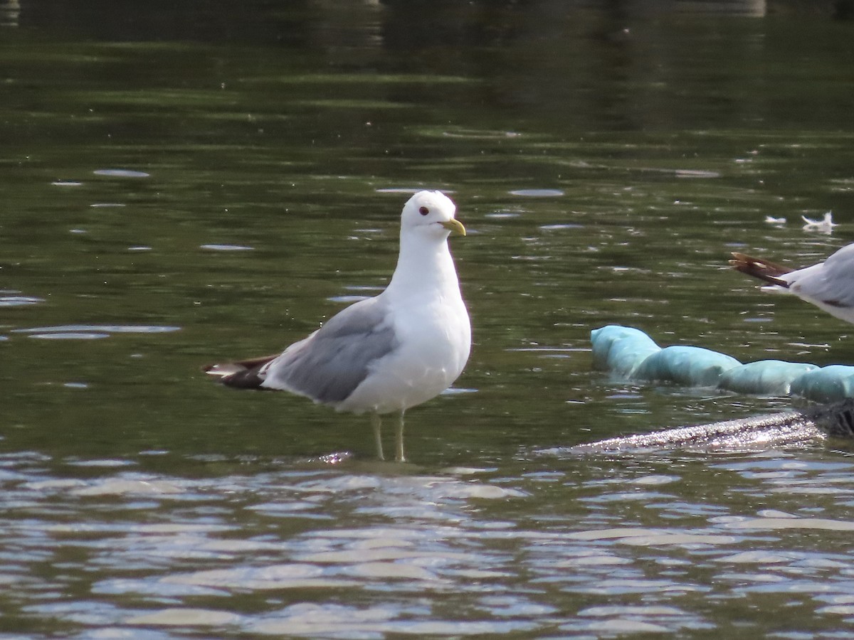 Common Gull - David Campbell