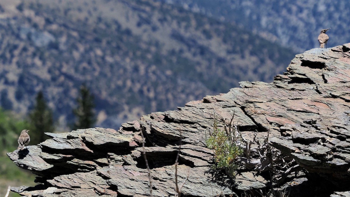 Rock Wren - ML249987151