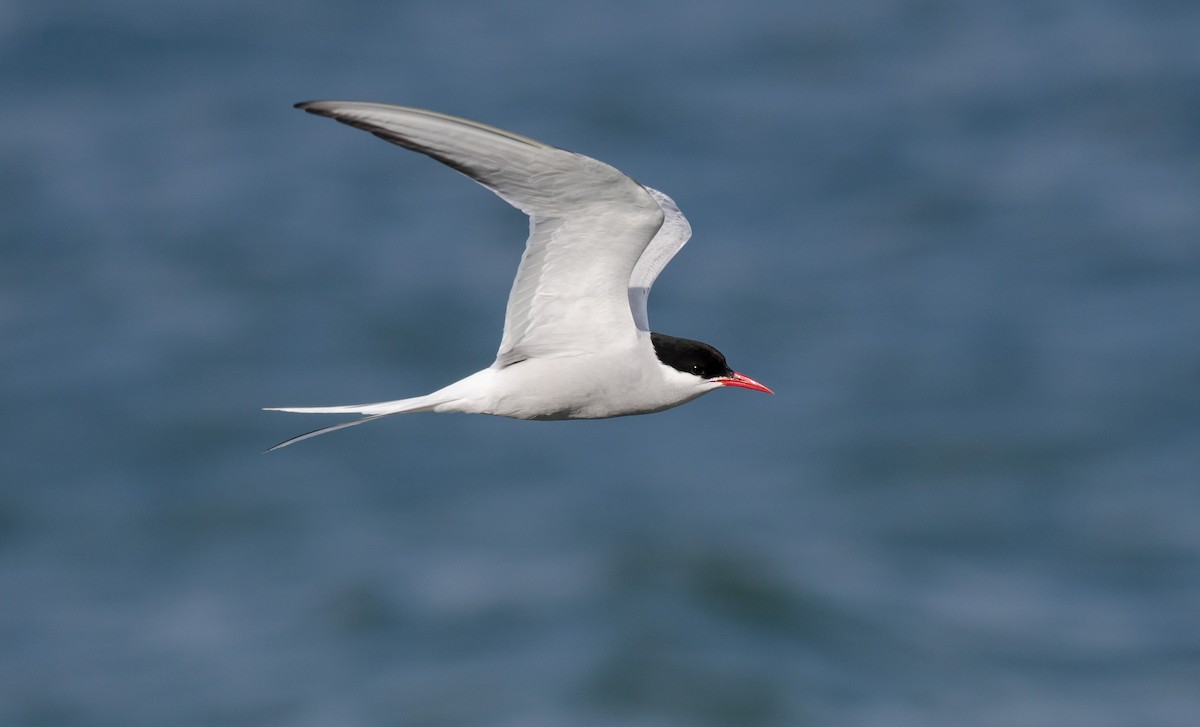 Arctic Tern - Alix d'Entremont