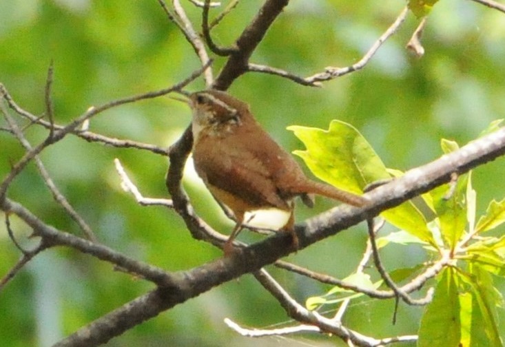 Carolina Wren - ML249987971