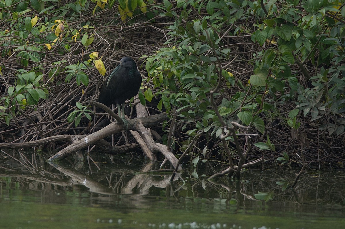 grønnakkeibis - ML249988651