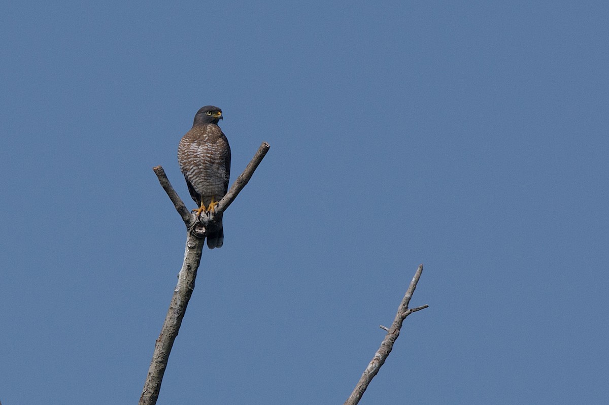 Roadside Hawk - ML249988661