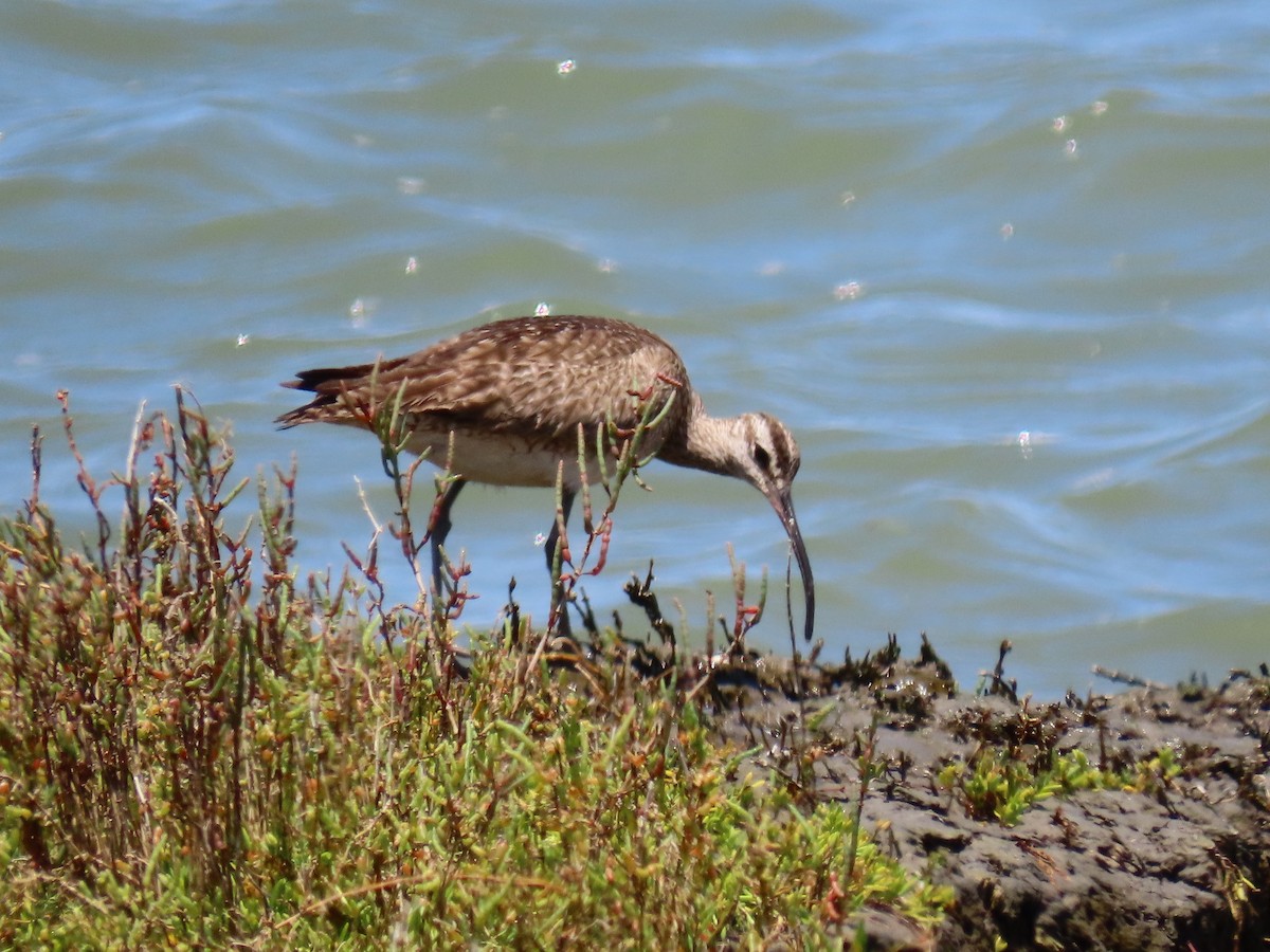 Whimbrel - ML249989441