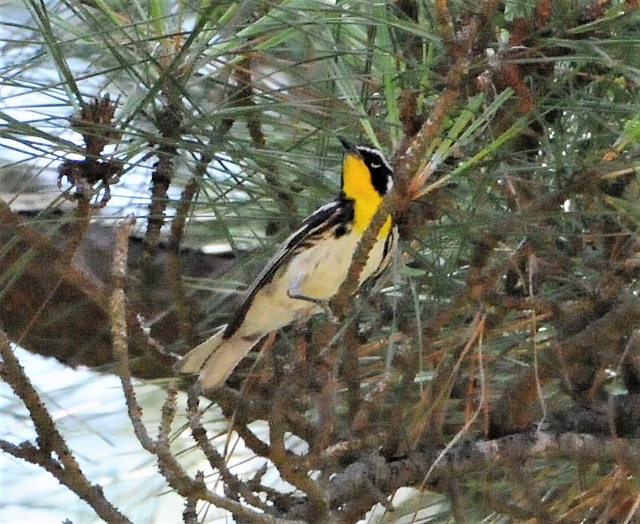 Yellow-throated Warbler - ML249989851