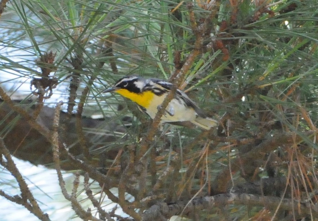 Yellow-throated Warbler - ML249989861