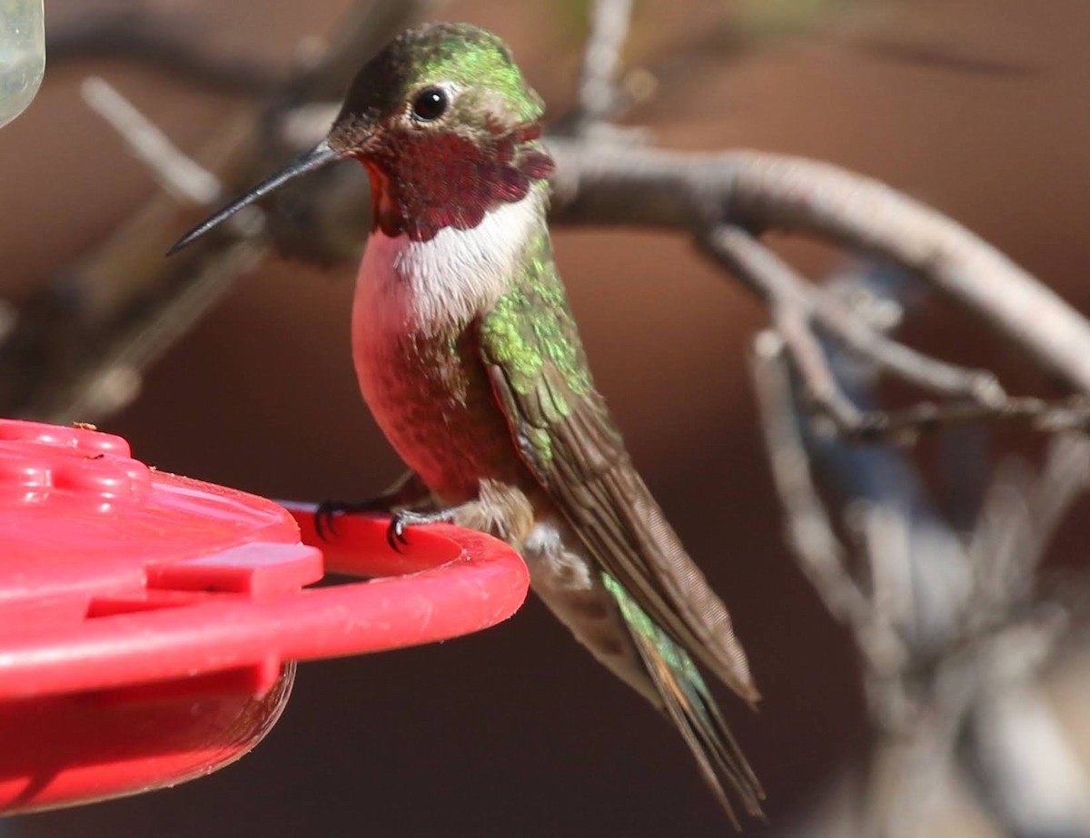 Colibrí Coliancho - ML249991261