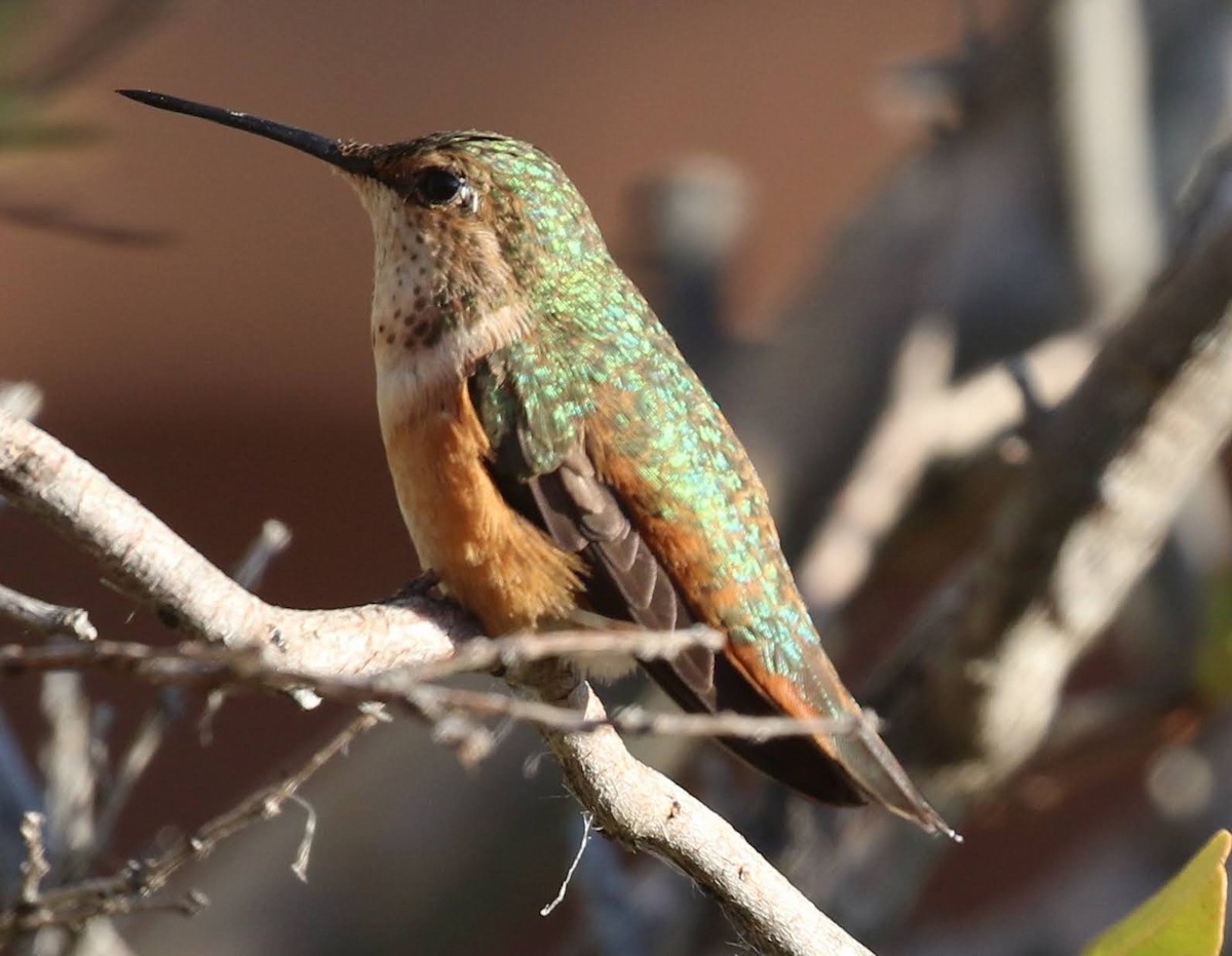 Rufous Hummingbird - ML249991321