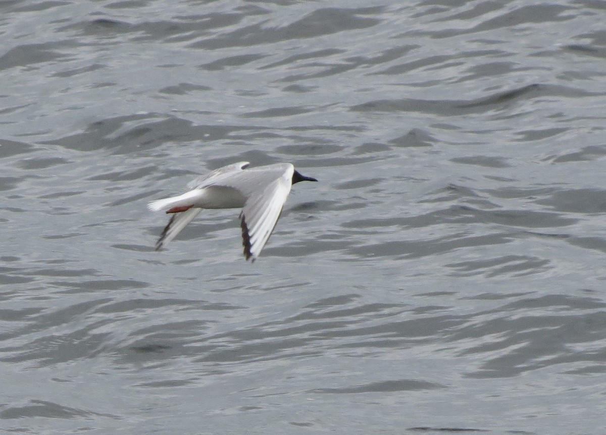 Bonaparte's Gull - ML249992921