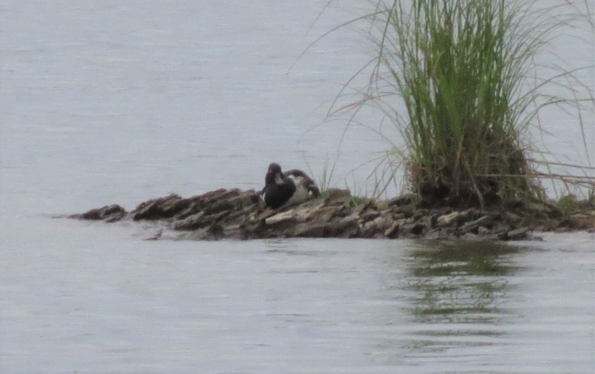 Ring-necked Duck - Bette Robo