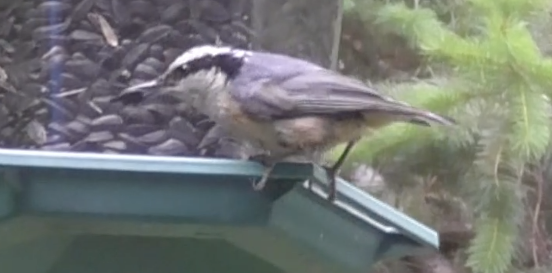 Red-breasted Nuthatch - ML249995121