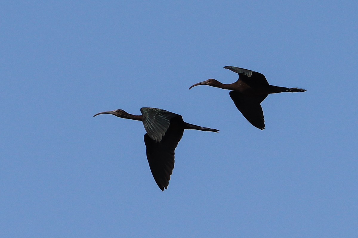 Glossy Ibis - Paulo Caseirito