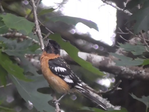 Cardinal à tête noire - ML249995921