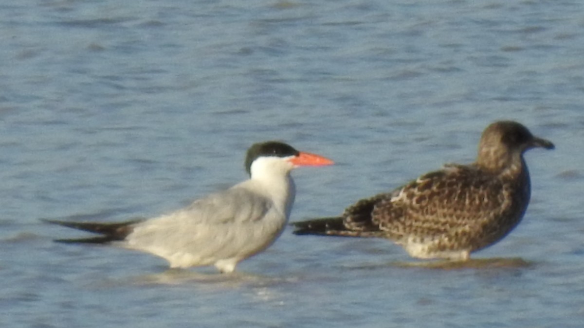 Caspian Tern - ML249996951