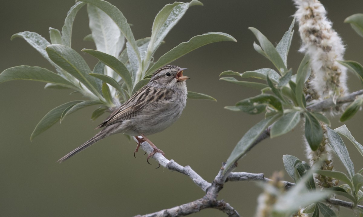 Brewer's Sparrow (taverneri) - Zak Pohlen