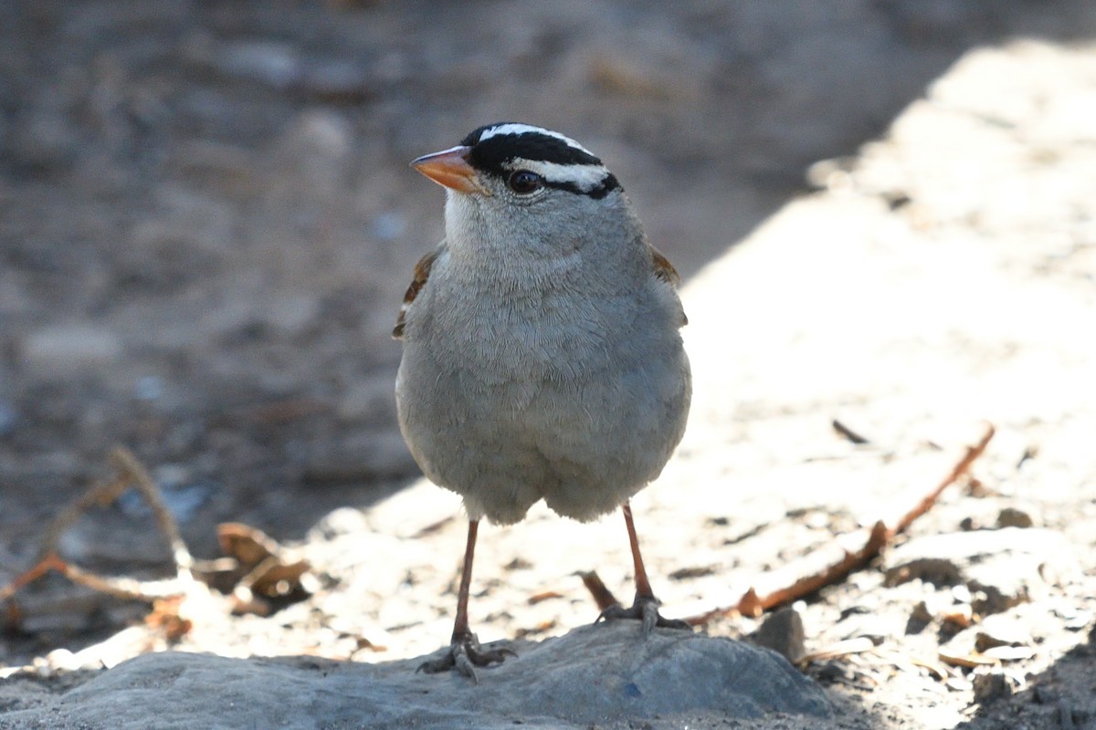 White-crowned Sparrow (Dark-lored) - Donel Jensen