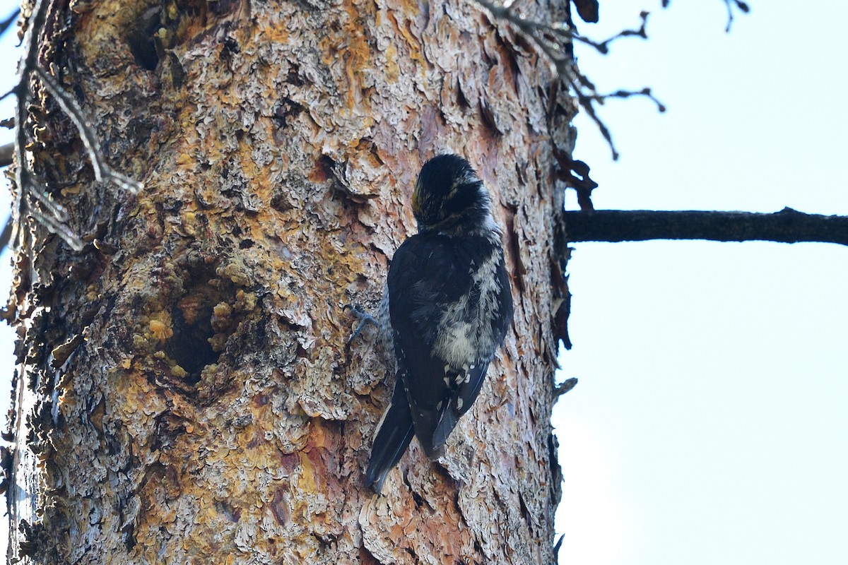 American Three-toed Woodpecker - Donel Jensen