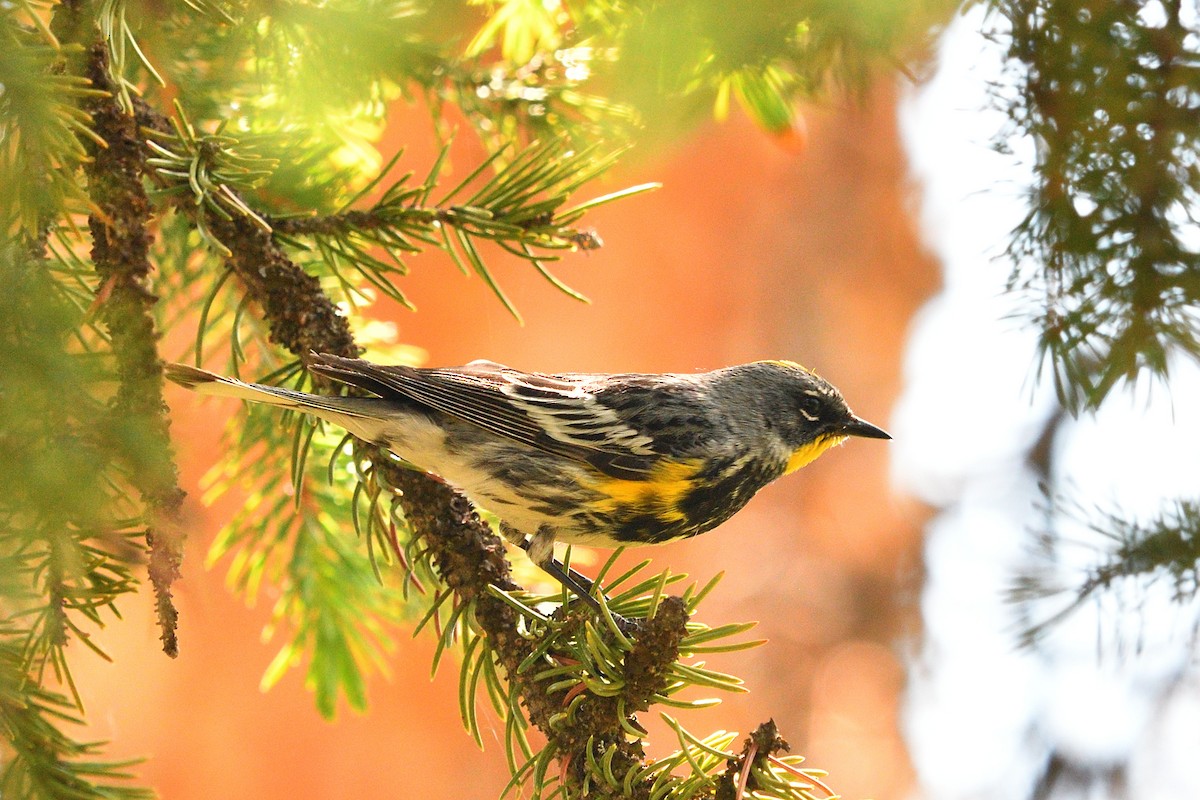 Yellow-rumped Warbler - ML249999491