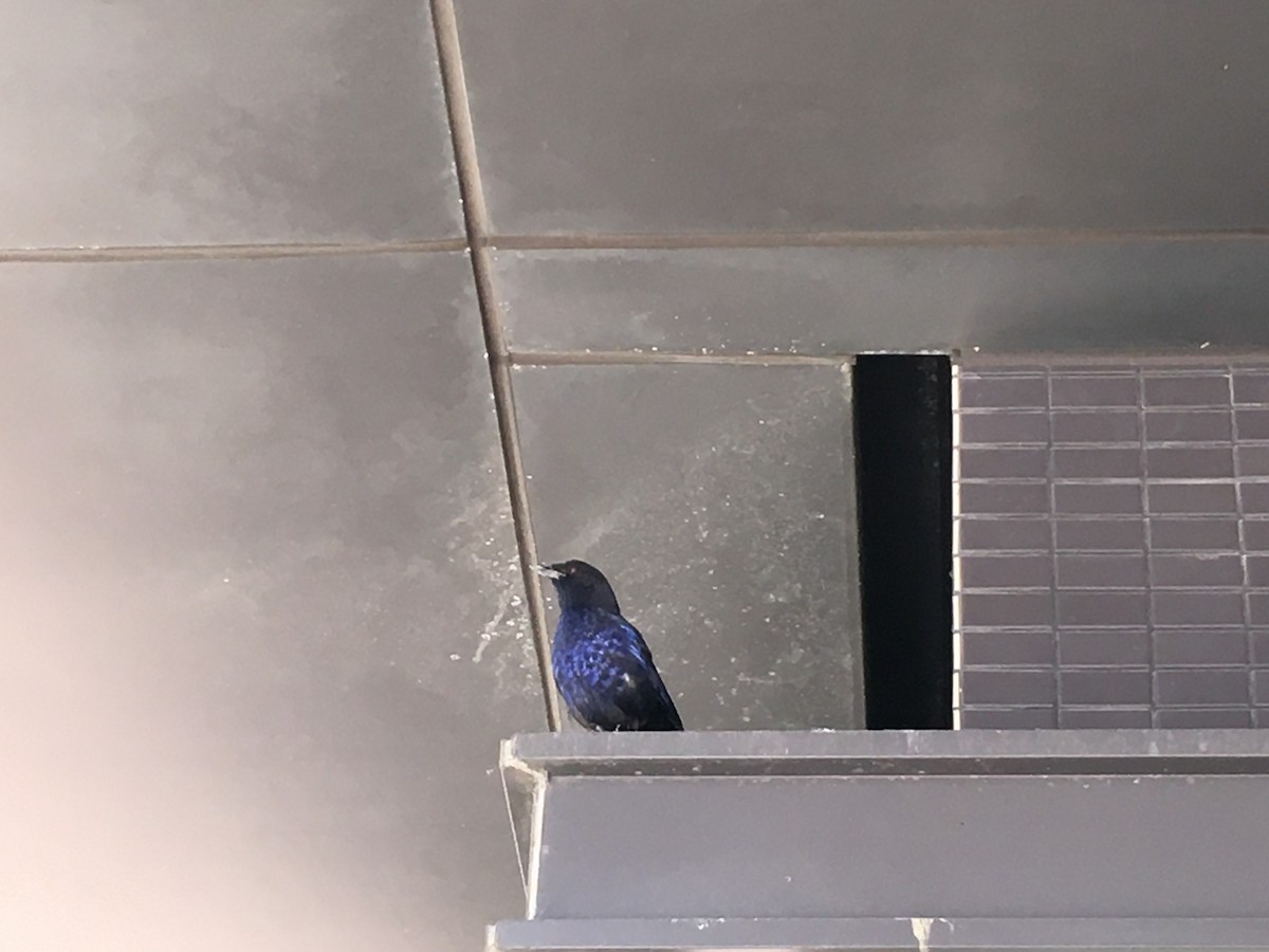 Taiwan Whistling-Thrush - ML249999781