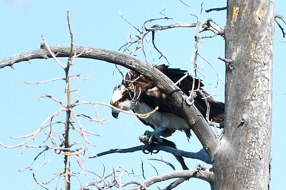 Águila Pescadora - ML250003781