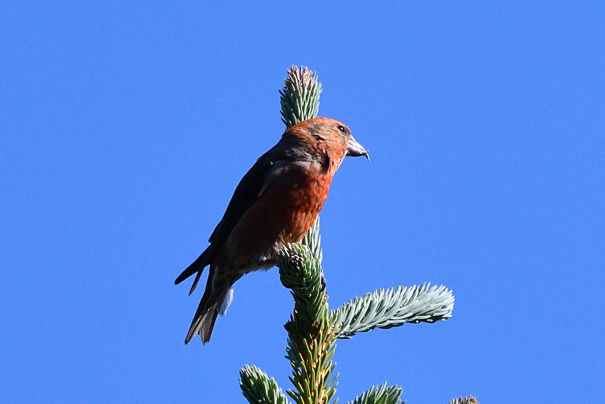 Red Crossbill - ML250003831