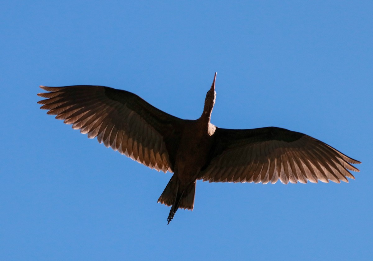 Puna Ibis - Jose Luis Lescano Perez Pacheco