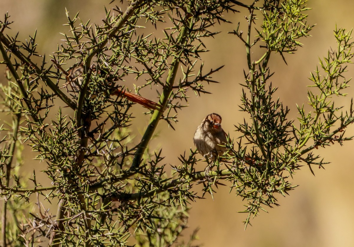 Rusty-fronted Canastero - ML250006571