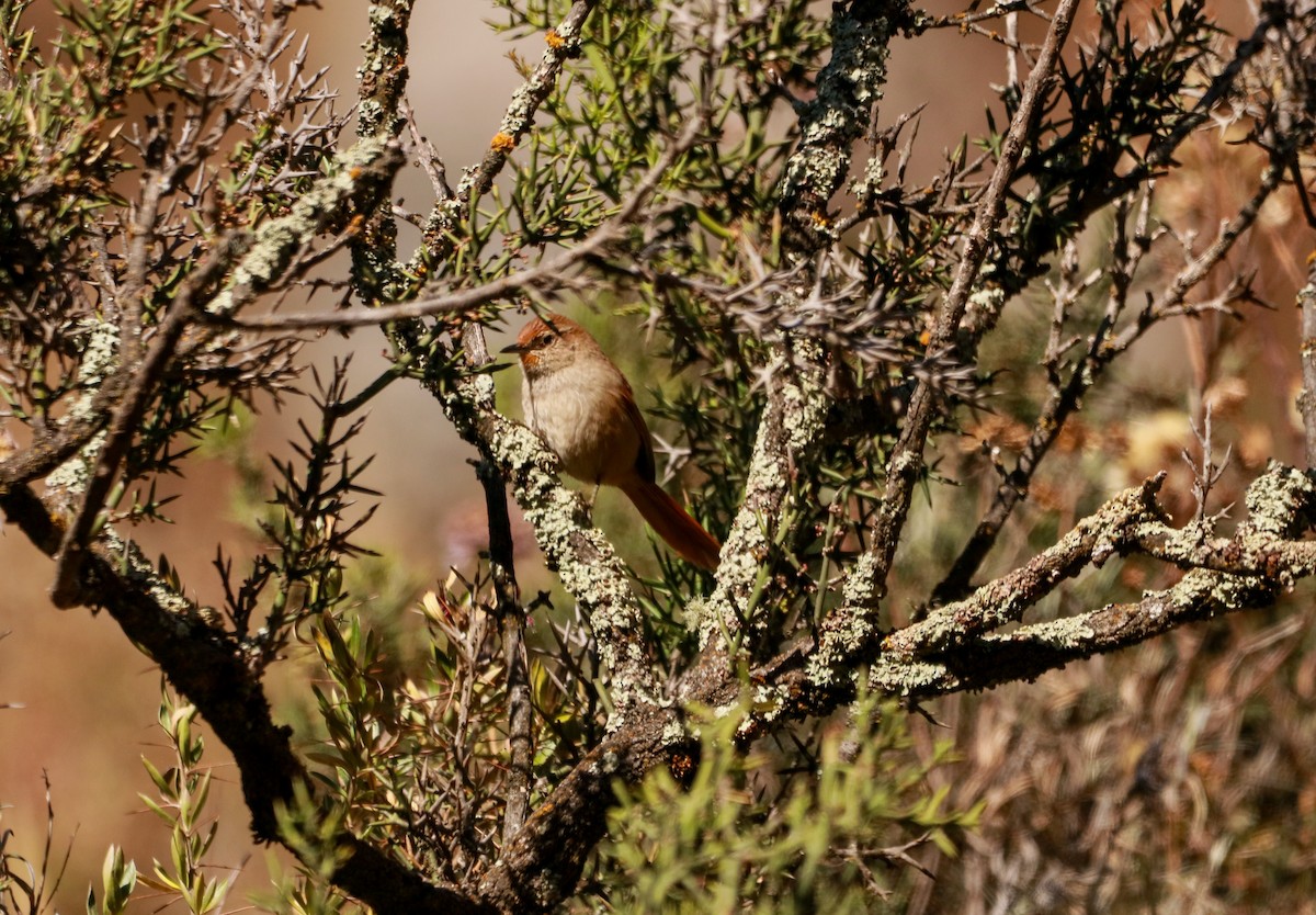 Rusty-fronted Canastero - ML250006601