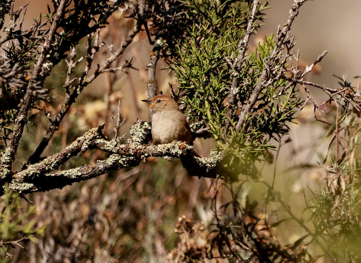 Rusty-fronted Canastero - ML250006611