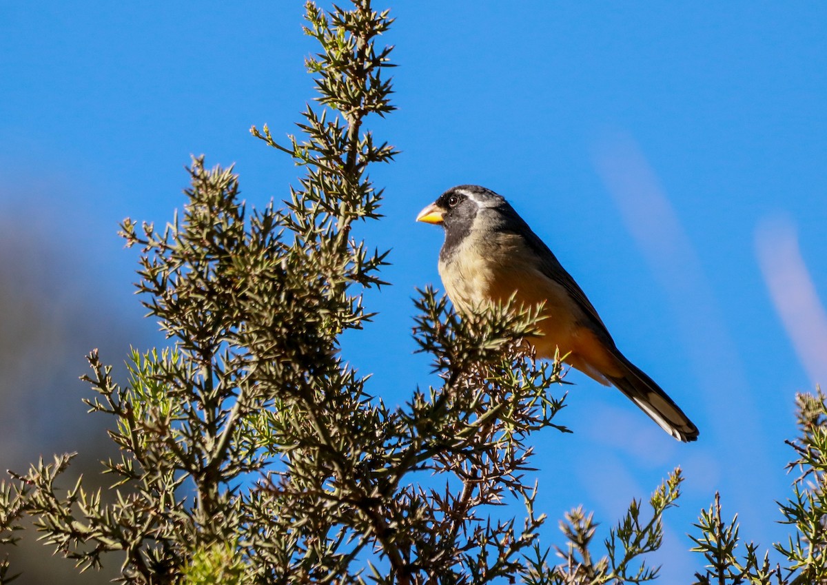 Golden-billed Saltator - ML250006971