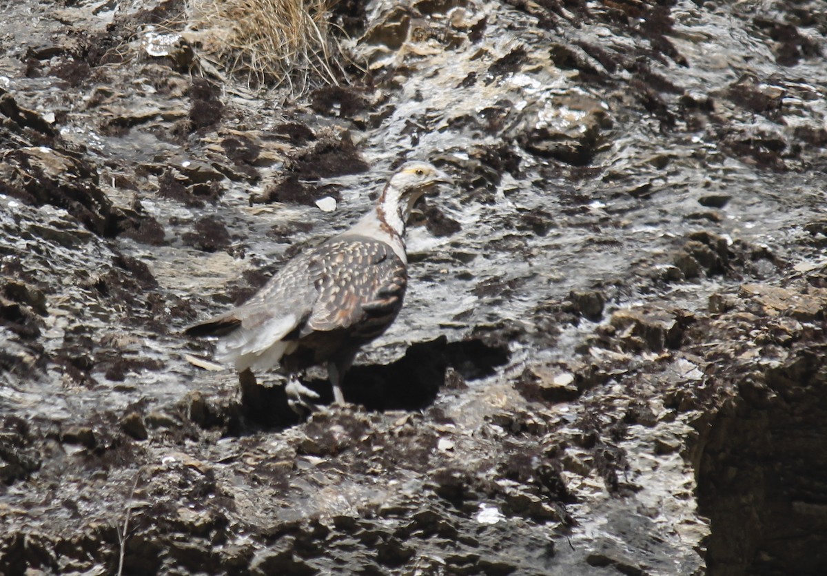 Himalayan Snowcock - ML250009721