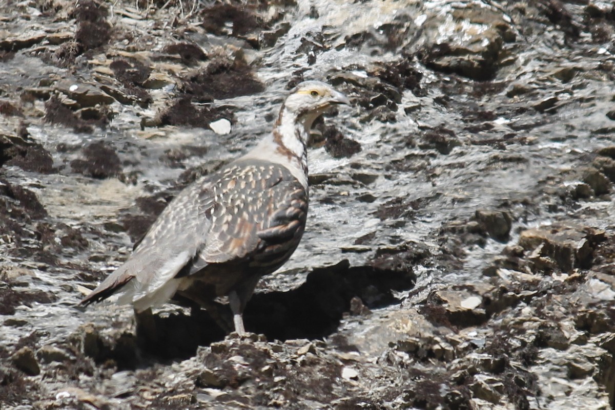 Himalayan Snowcock - Stephan Lorenz