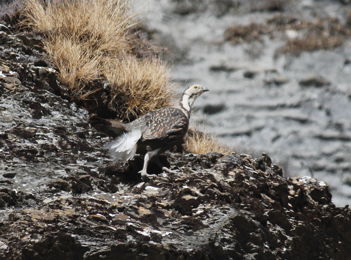 Himalayan Snowcock - ML250009861