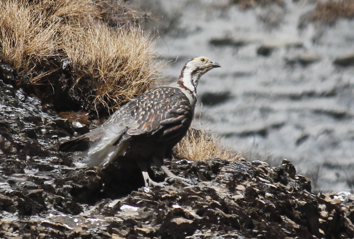 Himalayan Snowcock - Stephan Lorenz