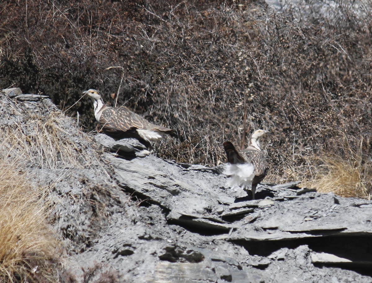 Himalayan Snowcock - ML250010011